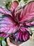 CALATHEA ROSEOPICTA CRIMSON en internet