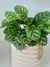 CALATHEA MAKOYANA - comprar online