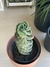 Imagen de CACTUS ESPIRAL