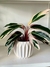 CALATHEA STROMANTHE