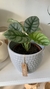 ALOCASIA SILVER DRAGON en internet