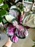 CALATHEA ROSEOPICTA ROSY en internet