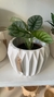 ALOCASIA SILVER DRAGON - tienda online