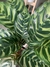 CALATHEA MAKOYANA - tienda online