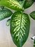 DIEFFENBACHIA TROPIC - tienda online