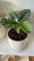 ALOCASIA SILVER DRAGON - Savia Boutique de Plantas