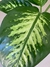 Imagen de DIEFFENBACHIA TROPIC