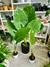 ALOCASIA OREJA DE ELEFANTE