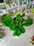 FICUS PANDURATA - comprar online