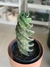 CACTUS ESPIRAL - tienda online