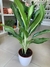 AGLAONEMA FRIEDMAN - comprar online