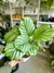 CALATHEA ORBIFOLIA