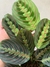 MARANTA LEUCONEURA - comprar online