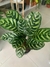 Imagen de CALATHEA MAKOYANA