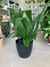 ASPIDISTRA