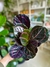 CALATHEA ROSEOPICTA DOTTIE