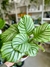 CALATHEA ORBIFOLIA - comprar online