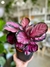 CALATHEA ROSEOPICTA CRIMSON - comprar online