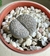 LITHOPS O CACTUS PIEDRA