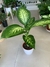 DIEFFENBACHIA TROPIC