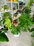 MONSTERA - Savia Boutique de Plantas