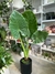 ALOCASIA OREJA DE ELEFANTE - comprar online