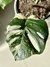 MONSTERA ALBO VARIEGADA - comprar online