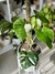 MONSTERA ALBO VARIEGADA - comprar online