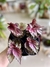 BEGONIA REX - Savia Boutique de Plantas