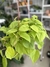 PHILODENDRON CORDATUM LEMON en internet