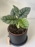 ALOCASIA SILVER DRAGON - comprar online