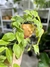 PHILODENDRON CORDATUM LEMON - Savia Boutique de Plantas