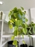 PHILODENDRON CORDATUM LEMON - tienda online