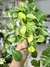 PHILODENDRON CORDATUM BRAZIL en internet