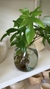 PHILODENDRON FLORIDA en internet