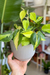 PHILODENDRON CORDATUM BRAZIL - comprar online