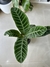 CALATHEA ZEBRINA - Savia Boutique de Plantas