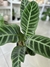 CALATHEA ZEBRINA - comprar online