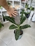 Imagen de CALATHEA ZEBRINA