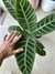 CALATHEA ZEBRINA - comprar online