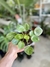 PILEA PEPEROMIOIDES - comprar online