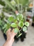 PILEA PEPEROMIOIDES en internet