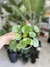 PILEA PEPEROMIOIDES - Savia Boutique de Plantas