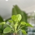 Imagen de PILEA PEPEROMIOIDES