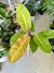 PHILODENDRON ORANGE - tienda online