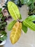 PHILODENDRON ORANGE - Savia Boutique de Plantas