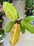 PHILODENDRON ORANGE en internet