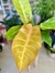 PHILODENDRON ORANGE - comprar online