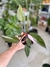 PHILODENDRON PINK PRINCESS - comprar online