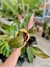 PHILODENDRON PINK PRINCESS en internet